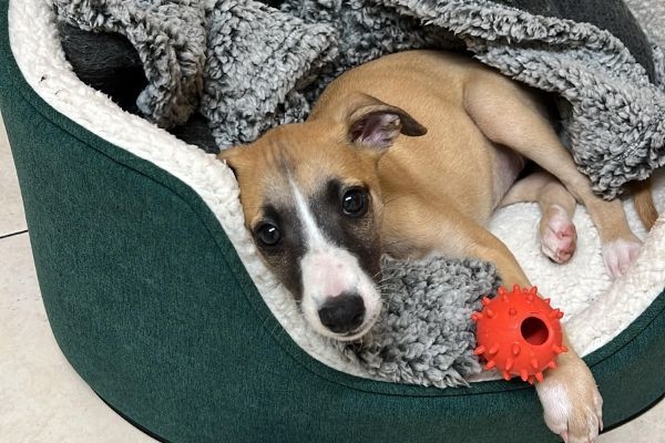 Wilma, the Whippet, with a red spikey puppy toy