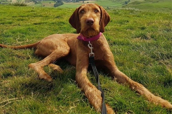 A gorgeous Wire-Haired Hungarian Vizsla lying down in the spring sun