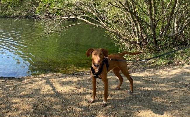 Pedro, the Podenco Canario