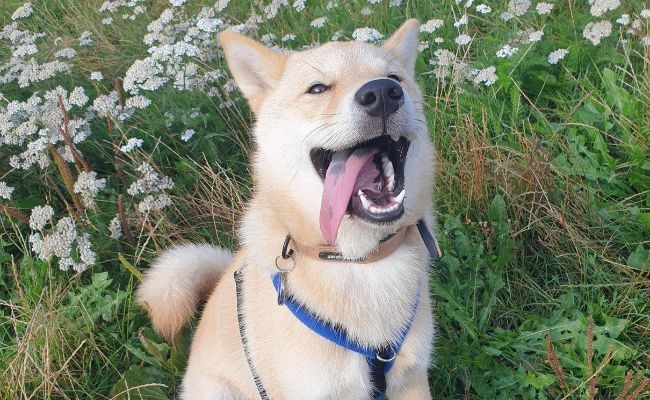 Doggy member Kaito, the Hokkaido sitting happy in the meadow