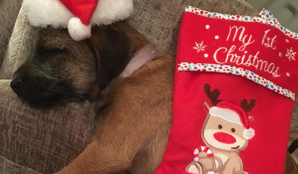 A pup with a Christmas hat on tucked under a Christmas stocking sleeping peacefully