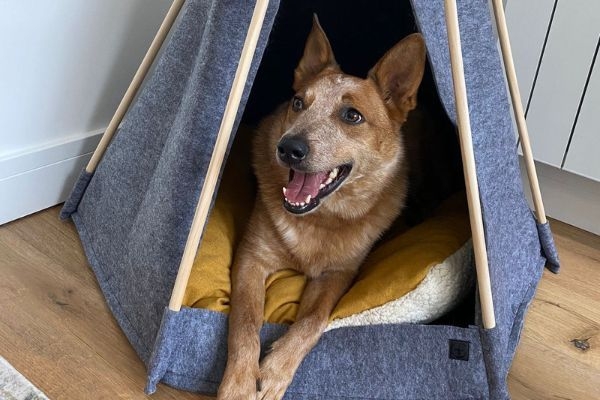 Bandit, the Australian Cattle Dog