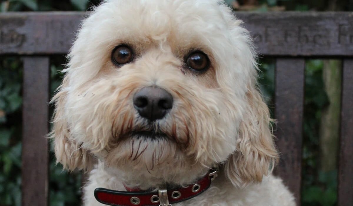 Batman the dog, sitting on a bench in a park