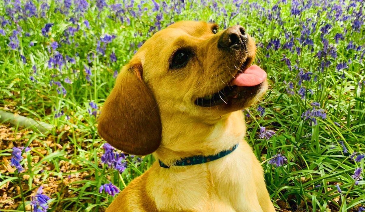 Doggy member Ralphy, the Cavapoo, sitting in a bed of bluebells at the woods