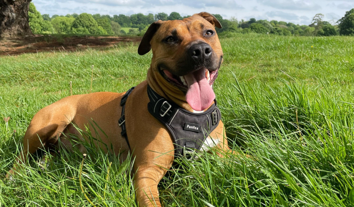 A medium sized, hardy, short-haired dog with a flat top head, floppy 'v' shaped ears and a large grin revealing a wide, pink tongue, lies in the long grass after a game of frisbee.