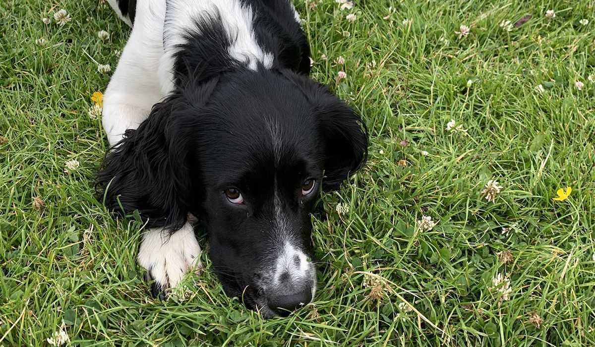 Black and white Sprocker laying head down in the grass