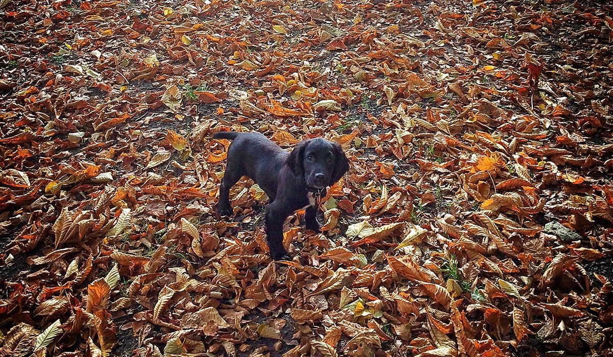 Hugo, the sprocker spaniel