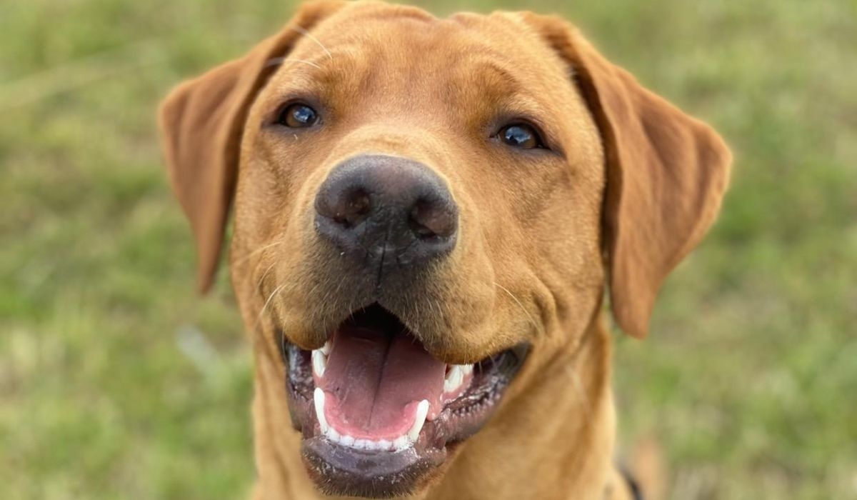 Ruby the Labrador Retriever smiling for the camera