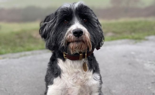 Doggy member Tiger, the Tibetan Terrier, enjoying a soggy walk