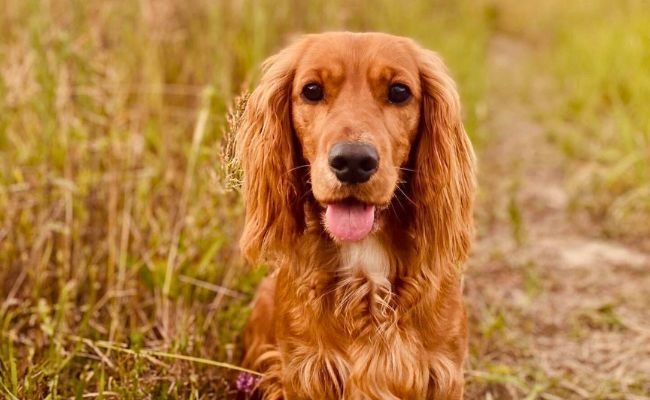 Bonnie, the Cocker Spaniel