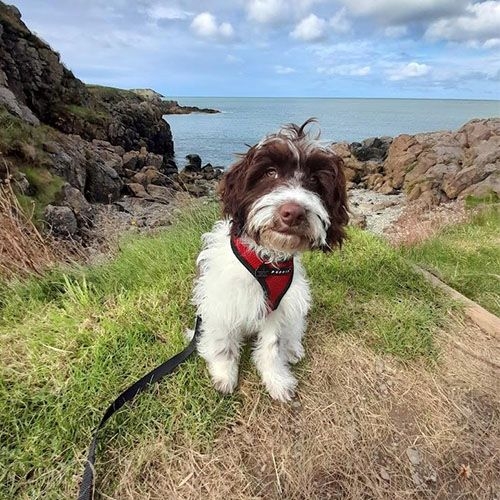 Fluffy dog standing on a grassy mound with a the sea behind her