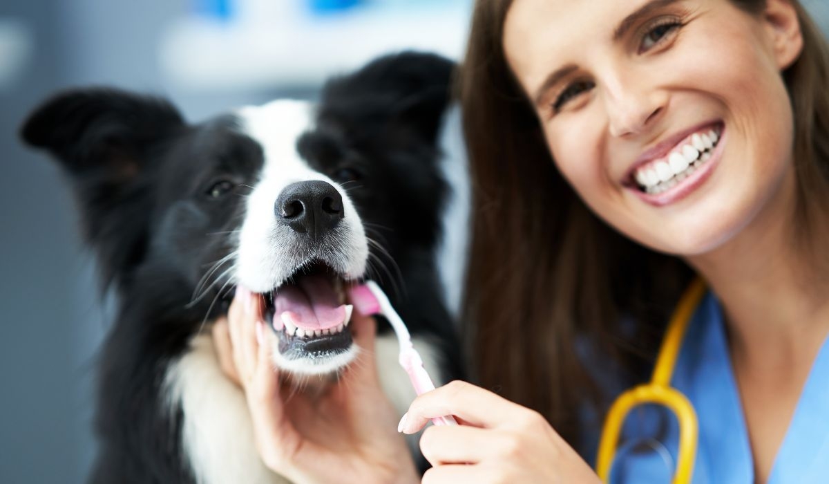 Local vets in Huddersfield