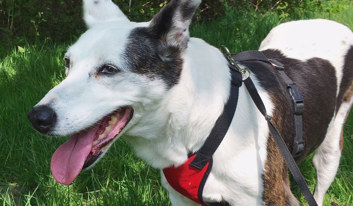 Luna is standing on grass in dappled sunlight with her tongue out