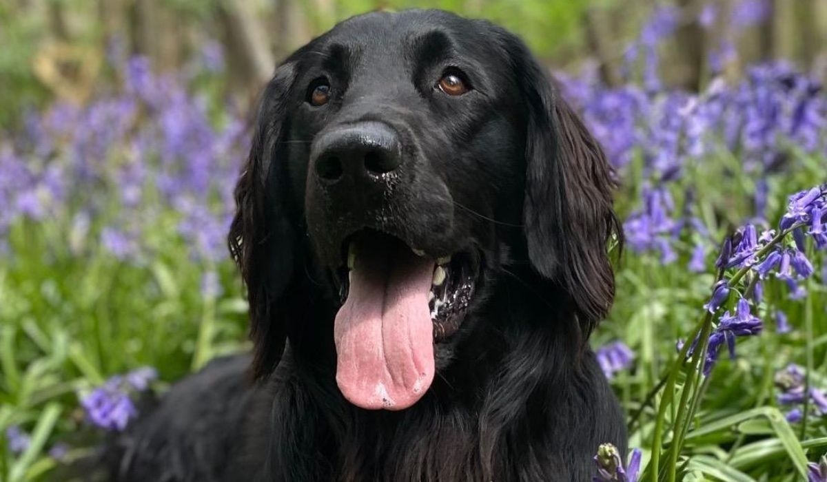 Amongst a field of bluebells, a happy, flat-coated, black dog looks up at its owner