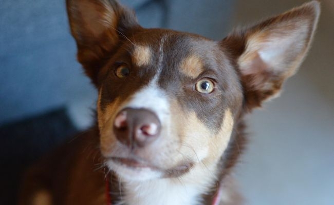 Max, the Australian Kelpie