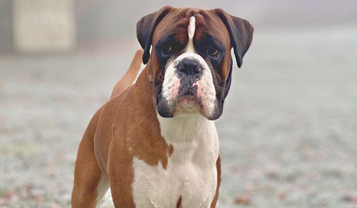 A large, short-haired, brown dog with a white chest and paws.