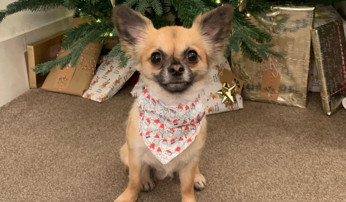 a happy dog with a lovely Christmas bandana on