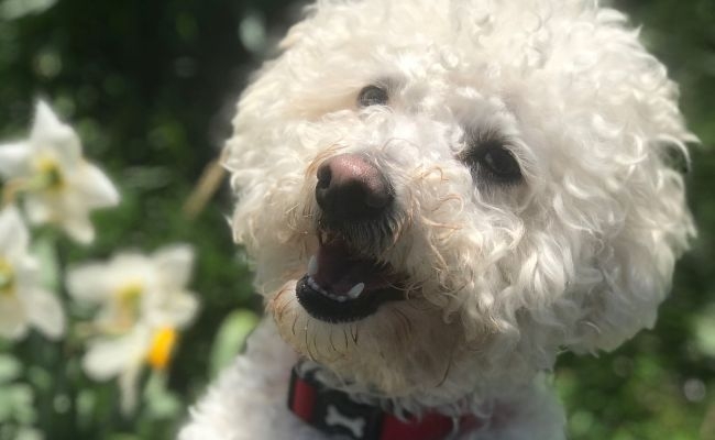 Pablo, the Bichon Frise