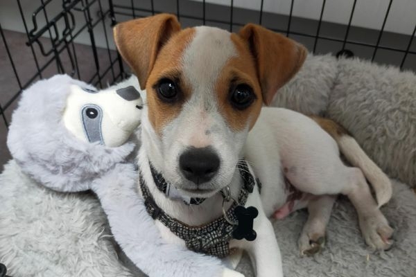 Alfie, the Jack Russell Terrier