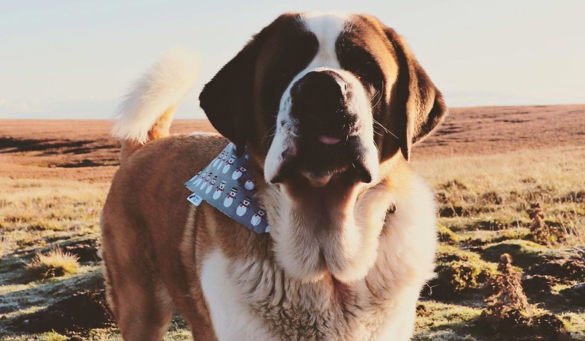 A very large, white dog with tan patches, floppy, dark ears, a short, droopy muzzle and a long bushy tail, wearing a snowman bandana,  stands on moorland looking at the camera