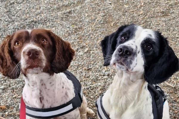 Bella and Skye, English Springer Spaniels