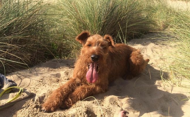 Miki, the Irish Terrier