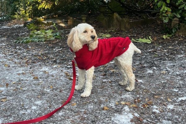 Harriet the Cross Breed on her best behaviour as she explores the zoo