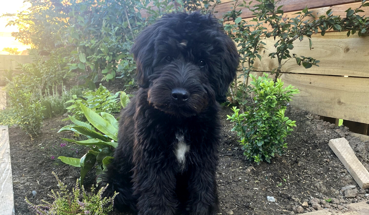 An adorable, fluffy, black pooch is sitting on a bed of flowers and plants in the garden.