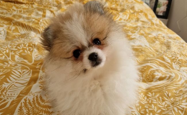 Honey, the Pomeranian