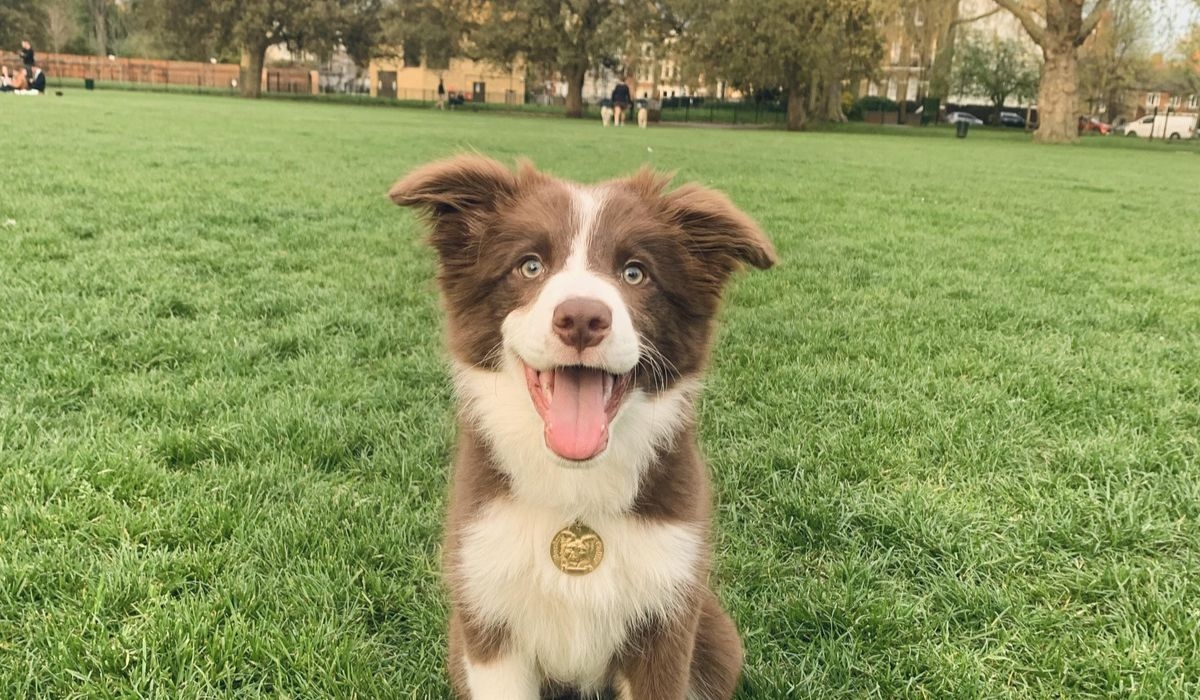 dog friendly activities in bristol