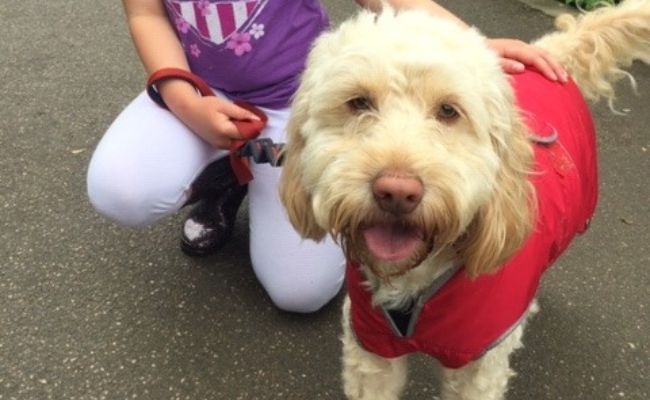 Doggy member, Cooper enjoying a walk with his borrowers