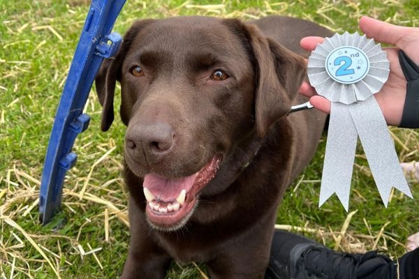 Emma, the Labrador Retriever