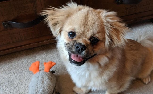 Yeti, the Tibetan Spaniel