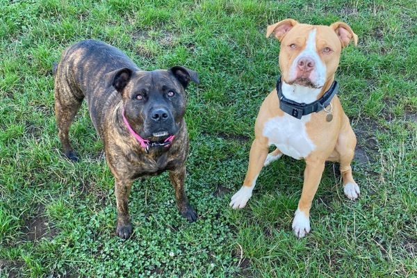 Nala and Peanut the Staffordshire Bull Terriers on a walk