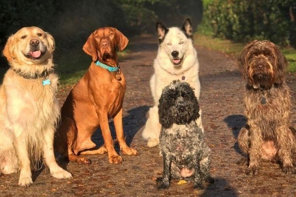 Best dog walks in Ipswich