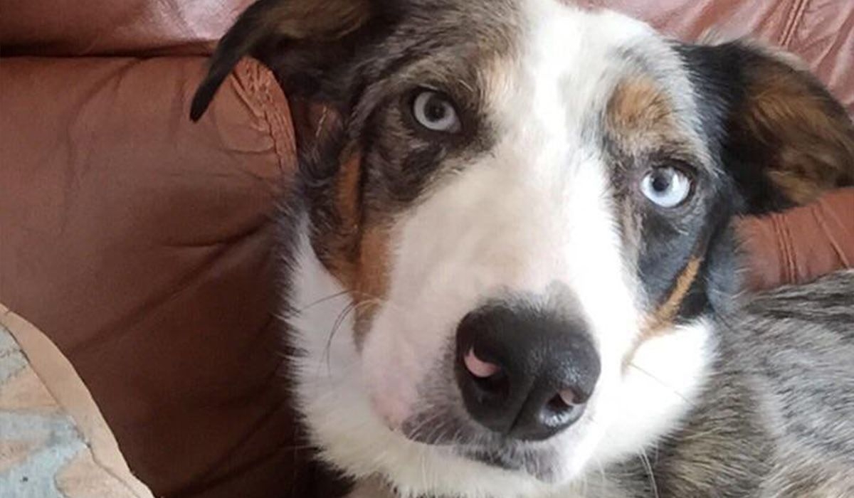 A brown and white Collie cross relaxes on a leather sofa