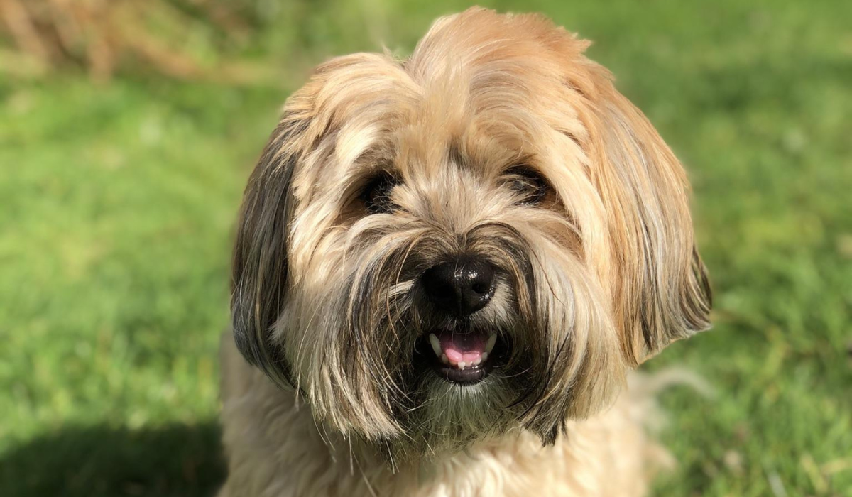 A cheery, little, round-faced dog with long, straight, golden hair and floppy ears sits on the grass patiently waiting for some fuss.