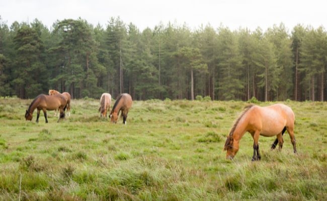 A group of ponies grazing at The New Forest