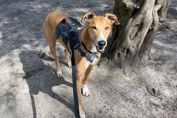 Sonny the Greyhound enjoying some training on a long line in the sunshine