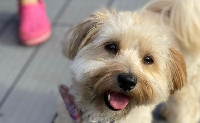 Mabelle, the Havanese