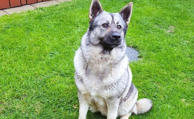 Sonia, the Norwegian Elkhound