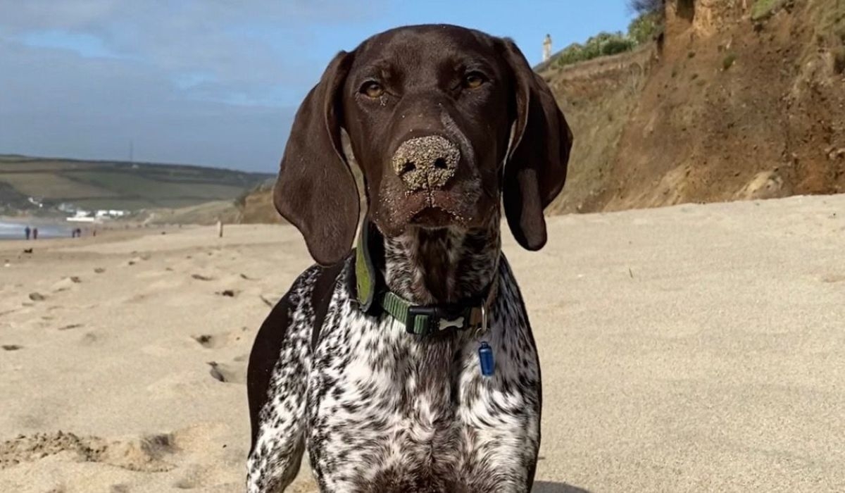 German Pointer