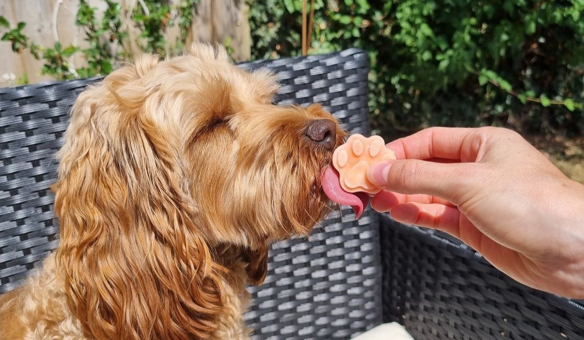 Willow enjoying an ice pup