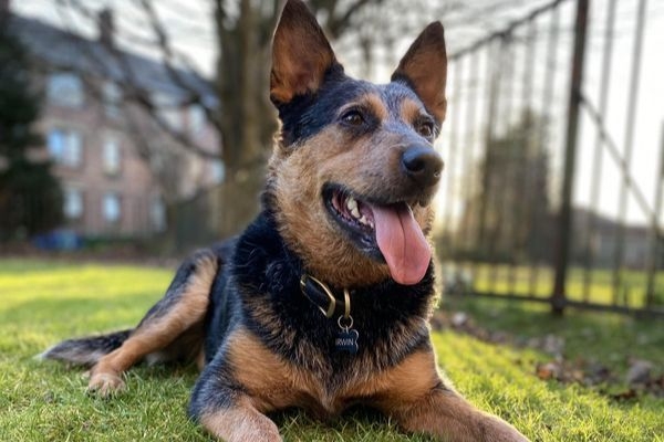 Irwin, the Australian Cattle Dog