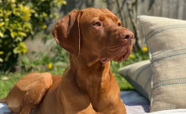 Ernie, the Hungarian Vizsla