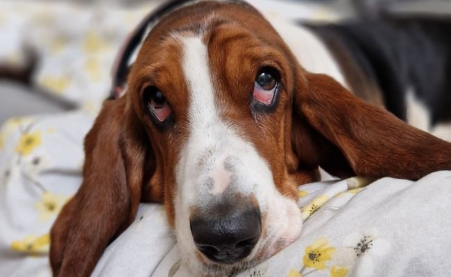 Doggy member Jean, the Basset Hound, enjoying a lazy morning snoozing on their human's bed