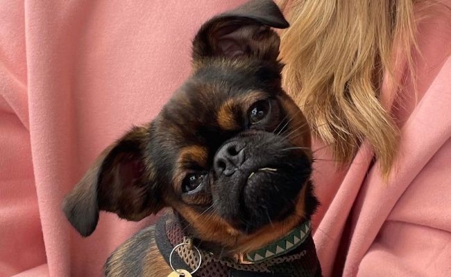 Frank, the Brussels Griffon