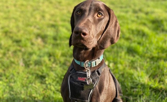 Lyra, the German pointer