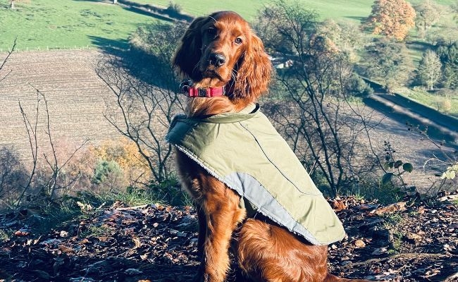 Alun, the Irish Setter