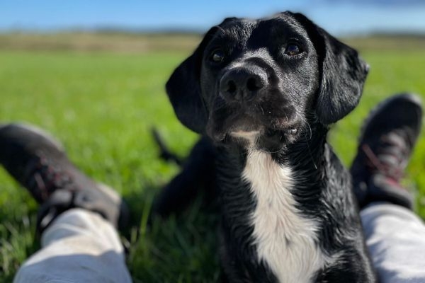 Bruno, the Springador